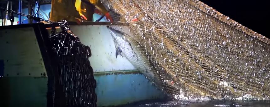 Huge nets used by trawlers indiscriminately catch species outside of the one being targeted