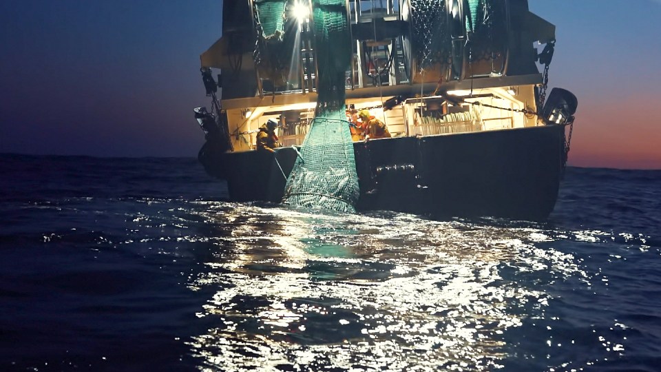 Hundreds of thousands of whales, dolphins and sharks are killed as bycatch every year