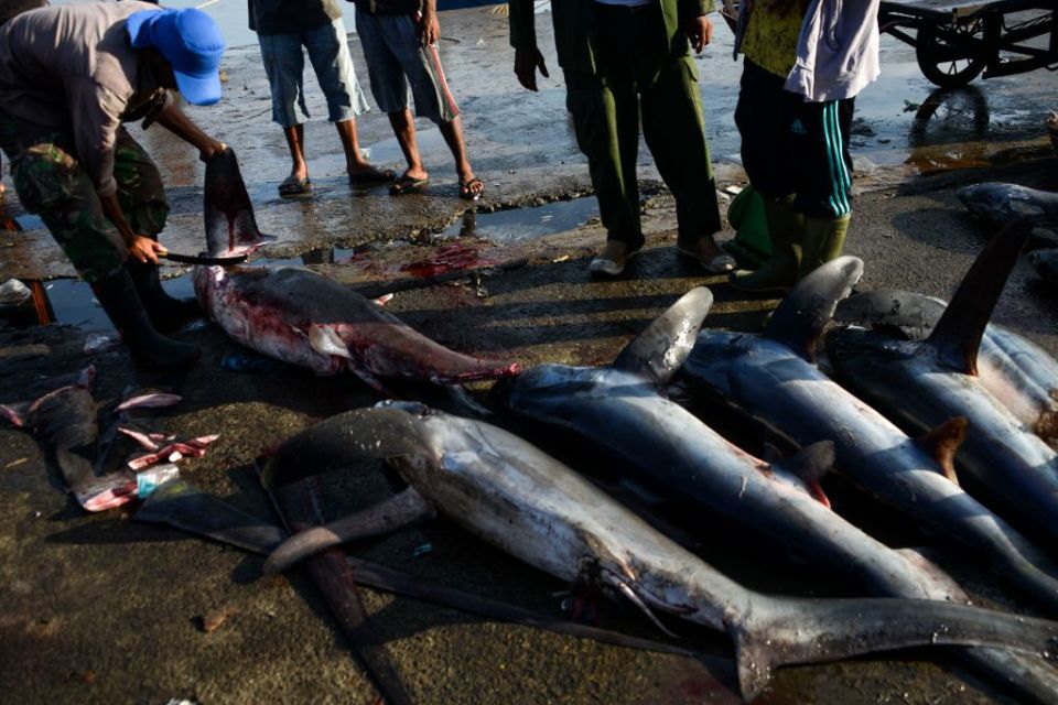Often sharks have their fins cut off and are then thrown back into the sea