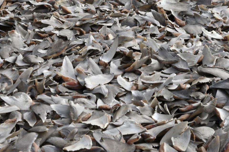 Dried shark fins for sale