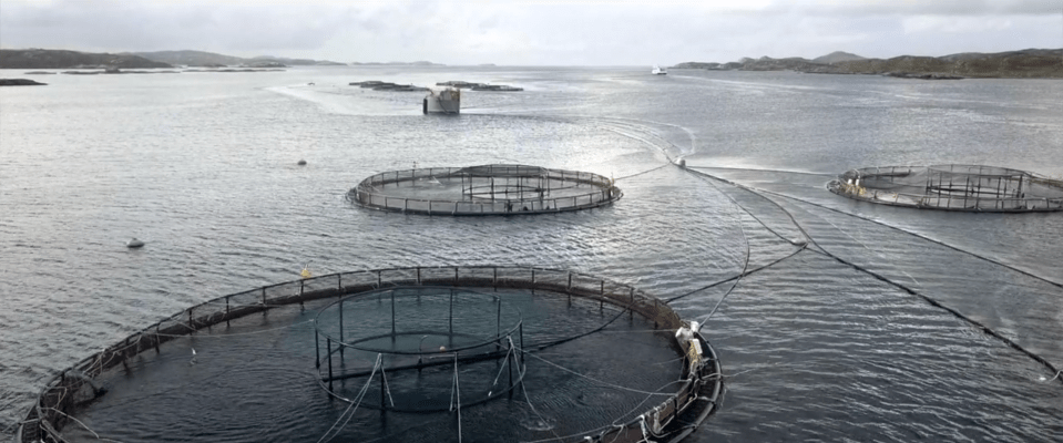 Fish farms account for half of the world's seafood - some say it's time to stop eating fish altogether