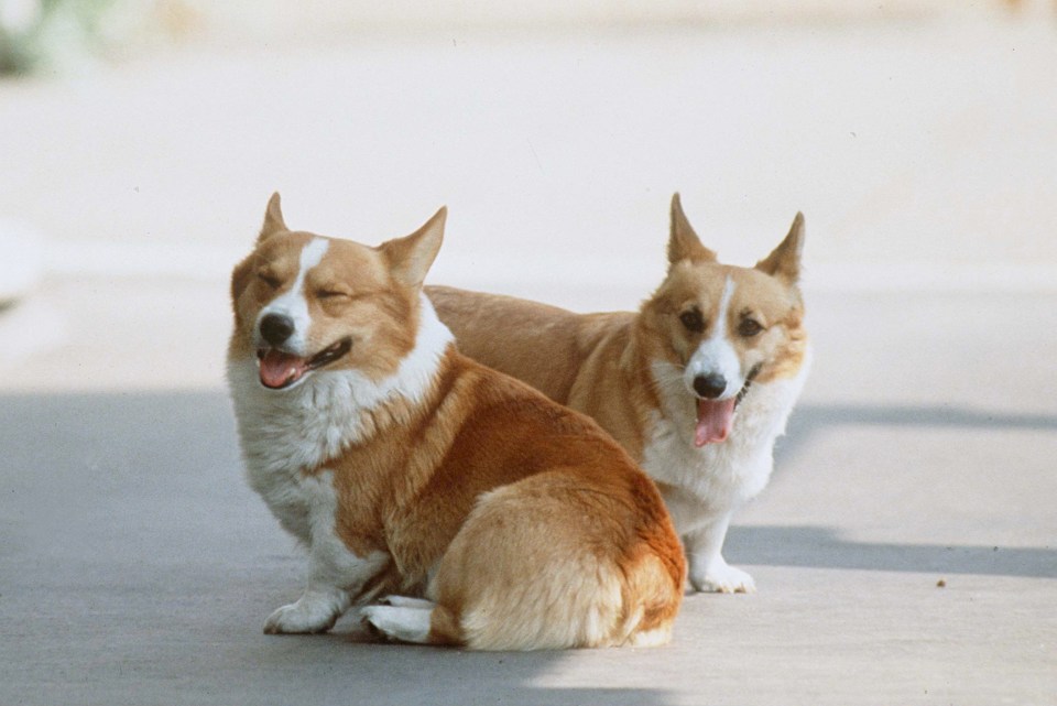 The Queen is known to have owned at least 30 corgis