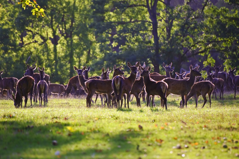 One of Philip's greatest legacies is a thriving deer park, home to a 500-strong herd that he introduced in 1979