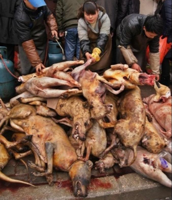 In June, we exclusively revealed dogs and puppies were taken to 'secret slaughterhouses' in China