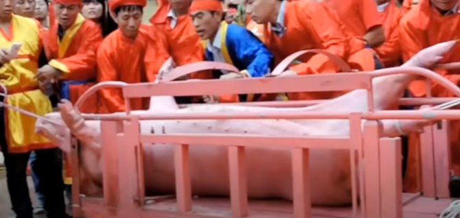 In recent years, a Vietnamese festival stopped chopping pigs in half for good luck