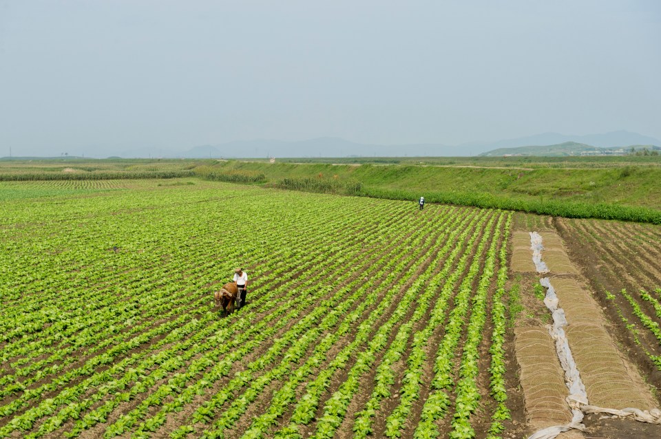 Typhoons and restricted border access limiting trade with neighboring China during Covid-19 are being blamed for the food shortage