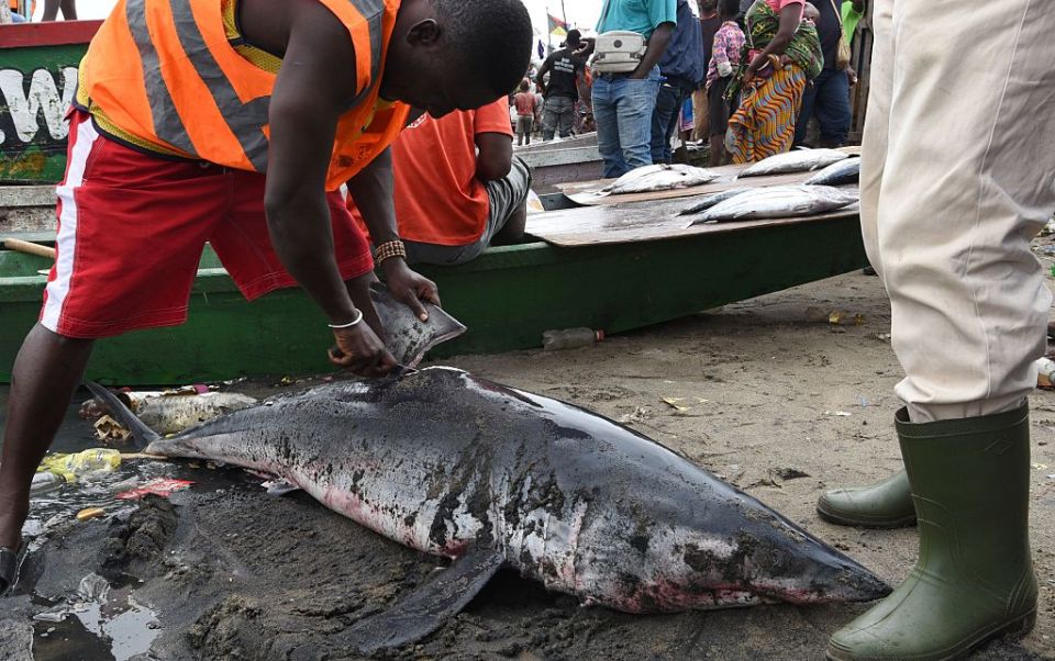 Shark fins have become an extremely valuable leading to 100 million sharks being killed every year