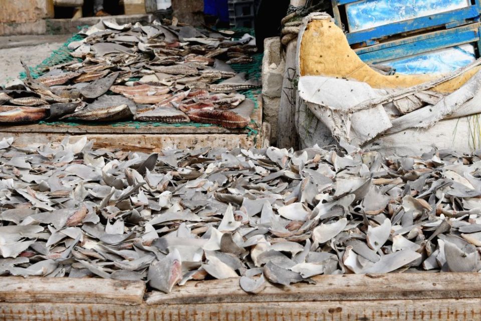 Dried shark fins for sale in West Africa - local communities suffer from illegal fishermen plundering stocks