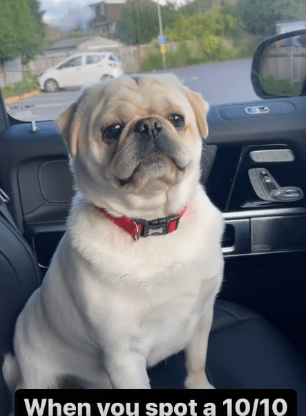 Aaron shared a clip of Lucinda's dog yesterday