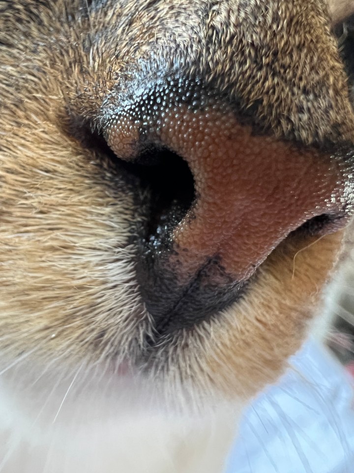 The new Macro photography mode is impressive – capturing tiny details, as demonstrated with this cat nose