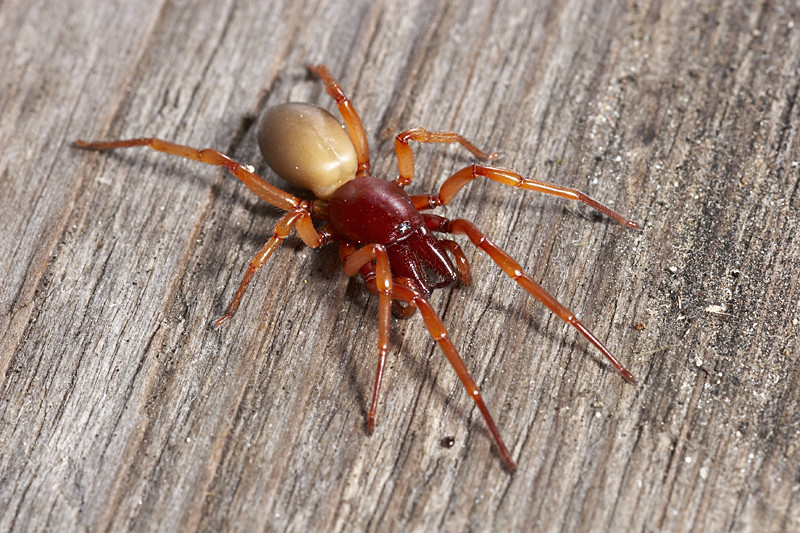 Bits from woodlouse spiders are unlikely to cause serious medical problems