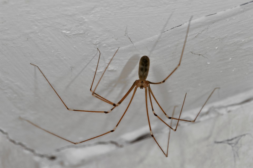 Cellar spiders are often referred to as daddy long-legs