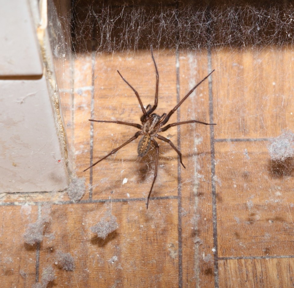 A giant house spider lurking in a dusty bathroom