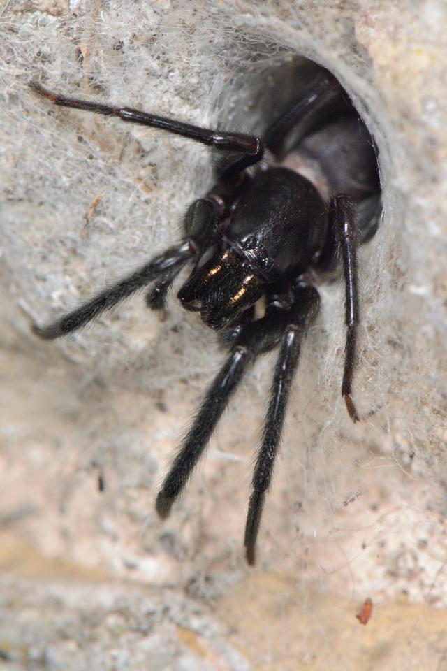 A green-fanged tube web spider in a house wall near Wells, Somerset