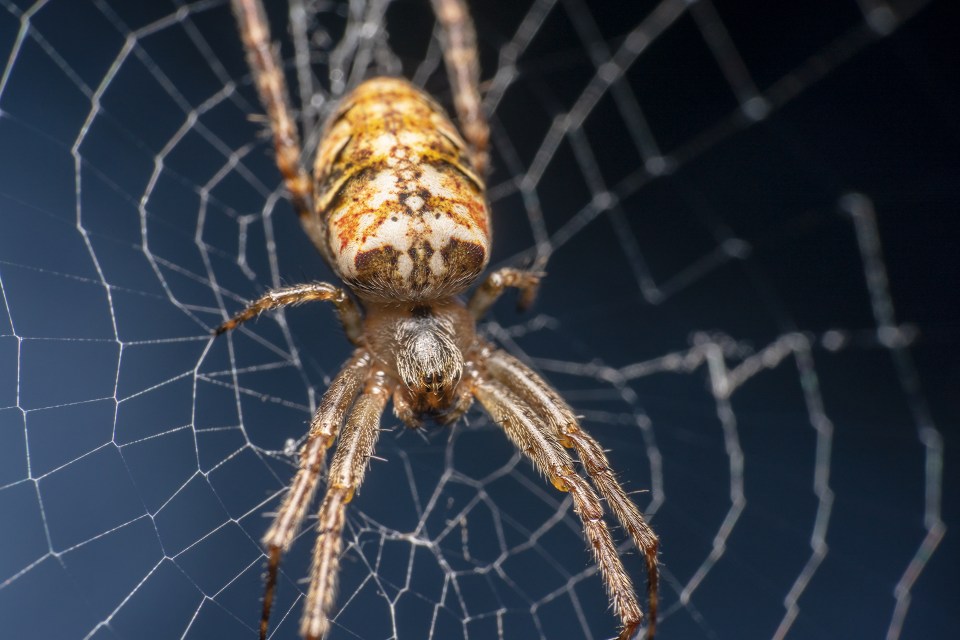Nips from cardinal spiders are believed to be mostly harmless