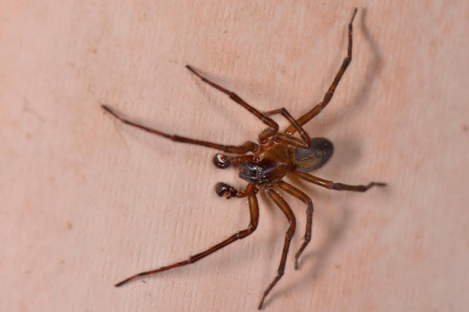 A black lace-weaver spider seeking a mate on an interior house wall in Wiltshire