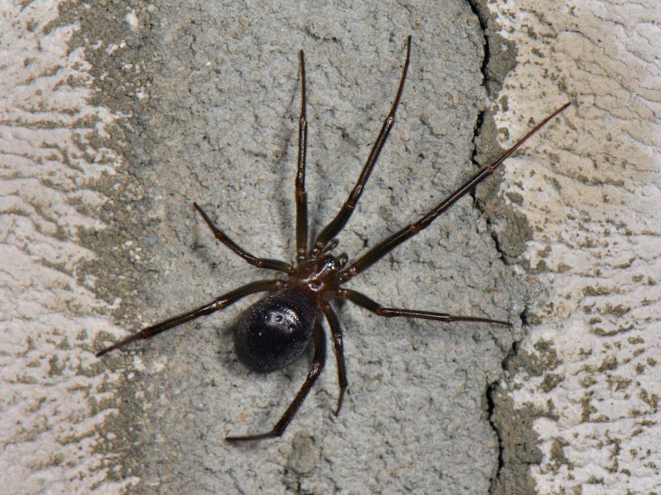 A false widow spider bite can cause swelling and redness
