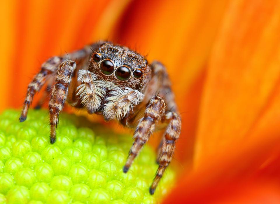 Skin may become swollen after a jumping spider bite