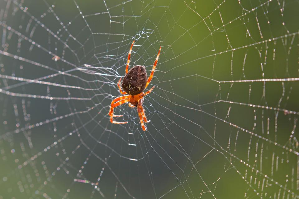 A cross spider is also known as European garden spider