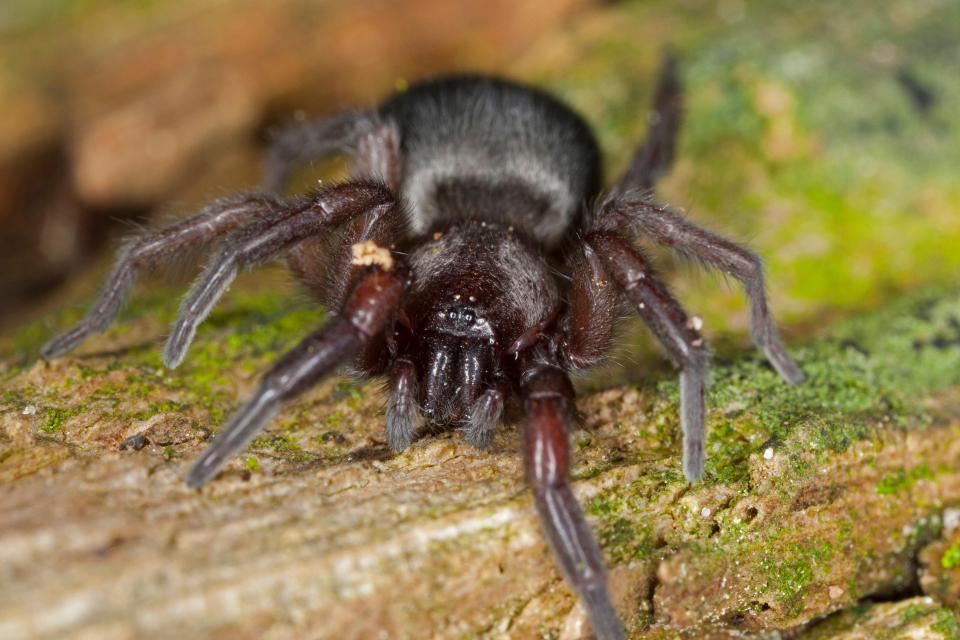 There are 650 species of spider in the UK