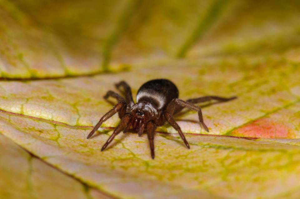 A female mouse spider on a leaf in a garden in Thirsk, North Yorkshire