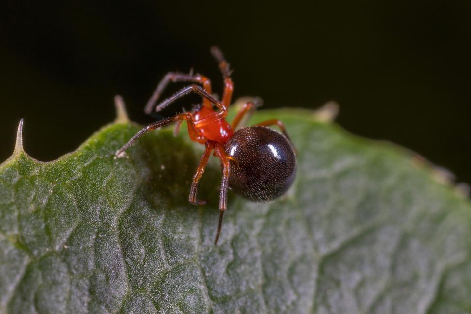 Money spider bites are unlikely to cause any harm