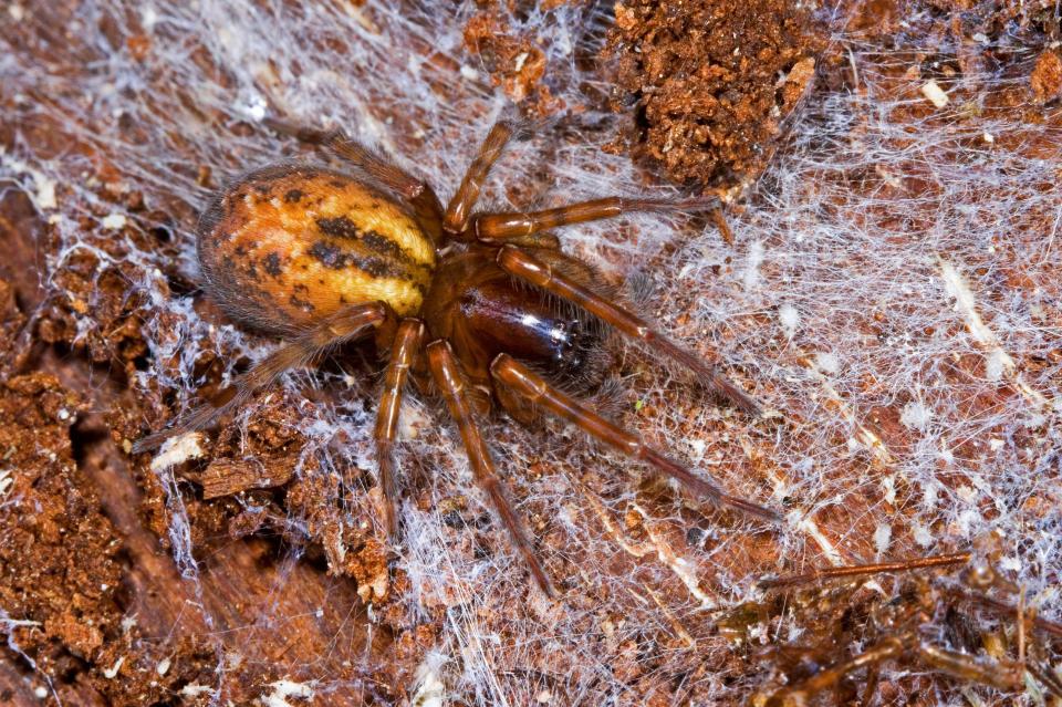 Bites from lace weaver spiders are rare