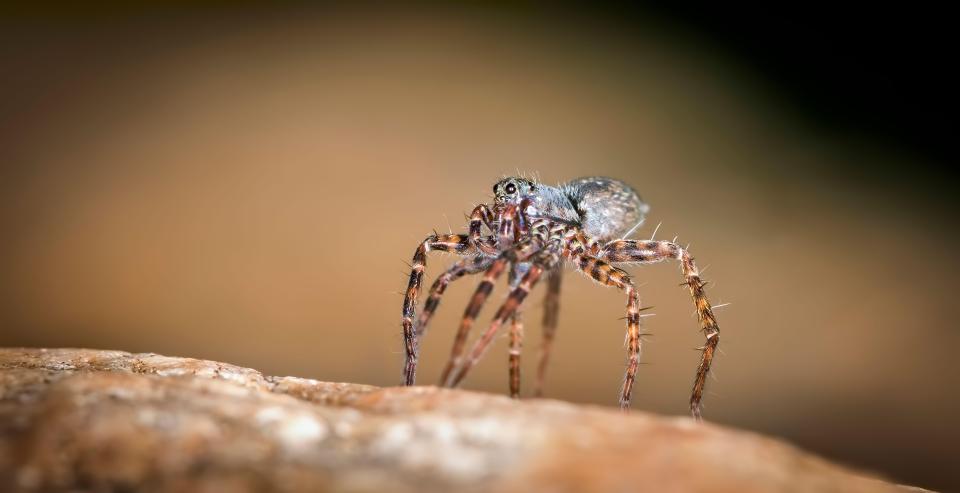 The zebra back spider is a common jumping spider