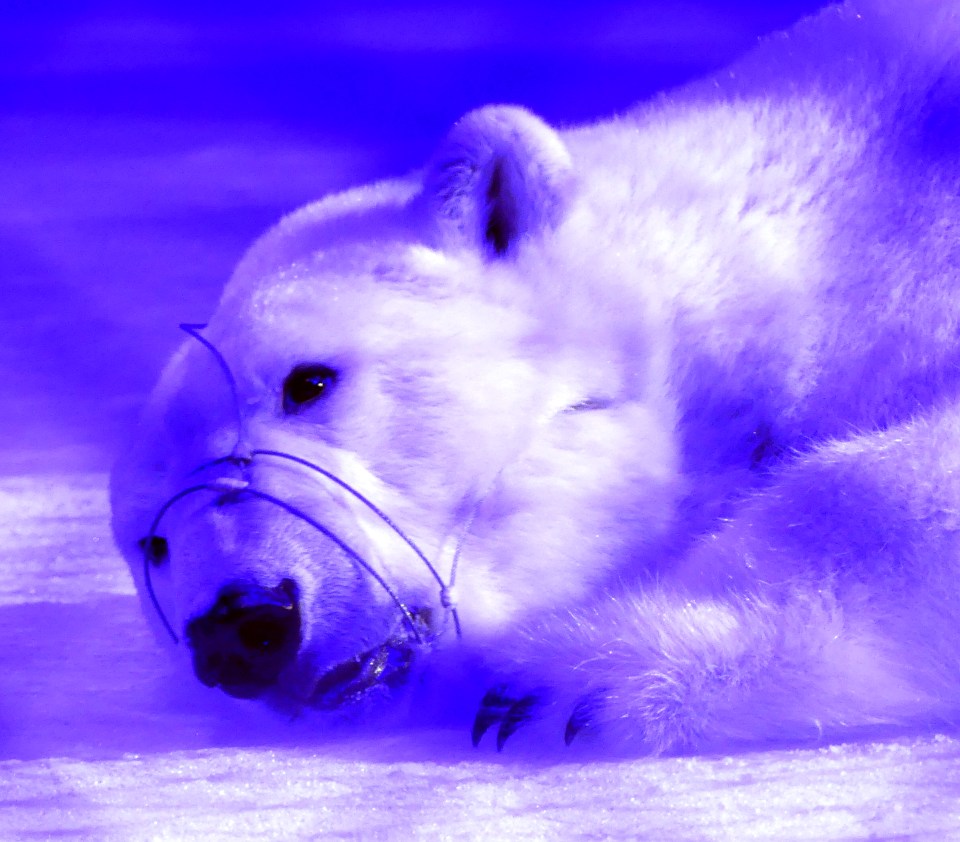 Many were shocked to see bears and other animals forced to perform in Russia