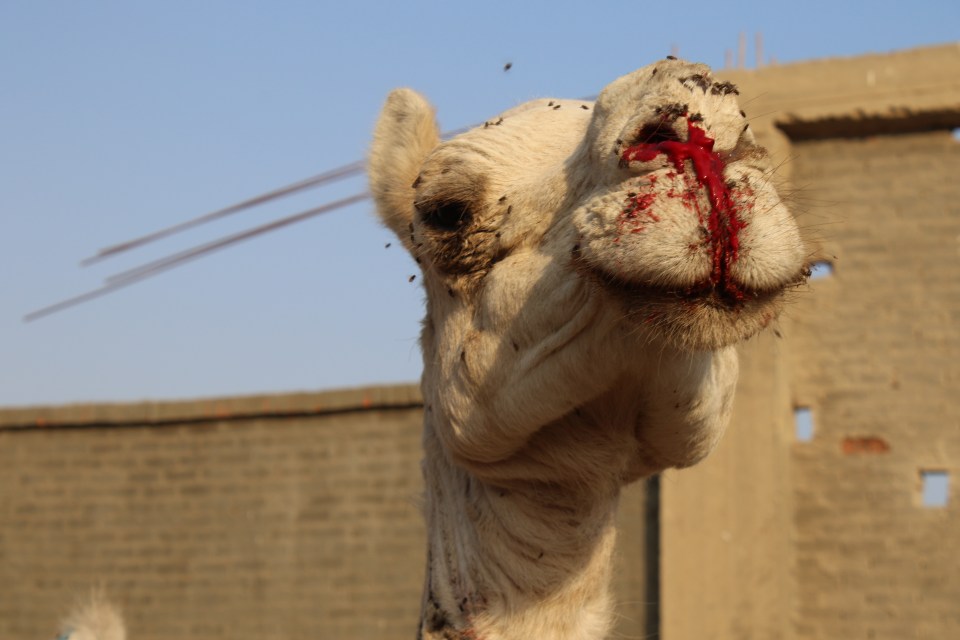 PETA opposed camels being used to carry tourists in Egypt - including ones with injuries