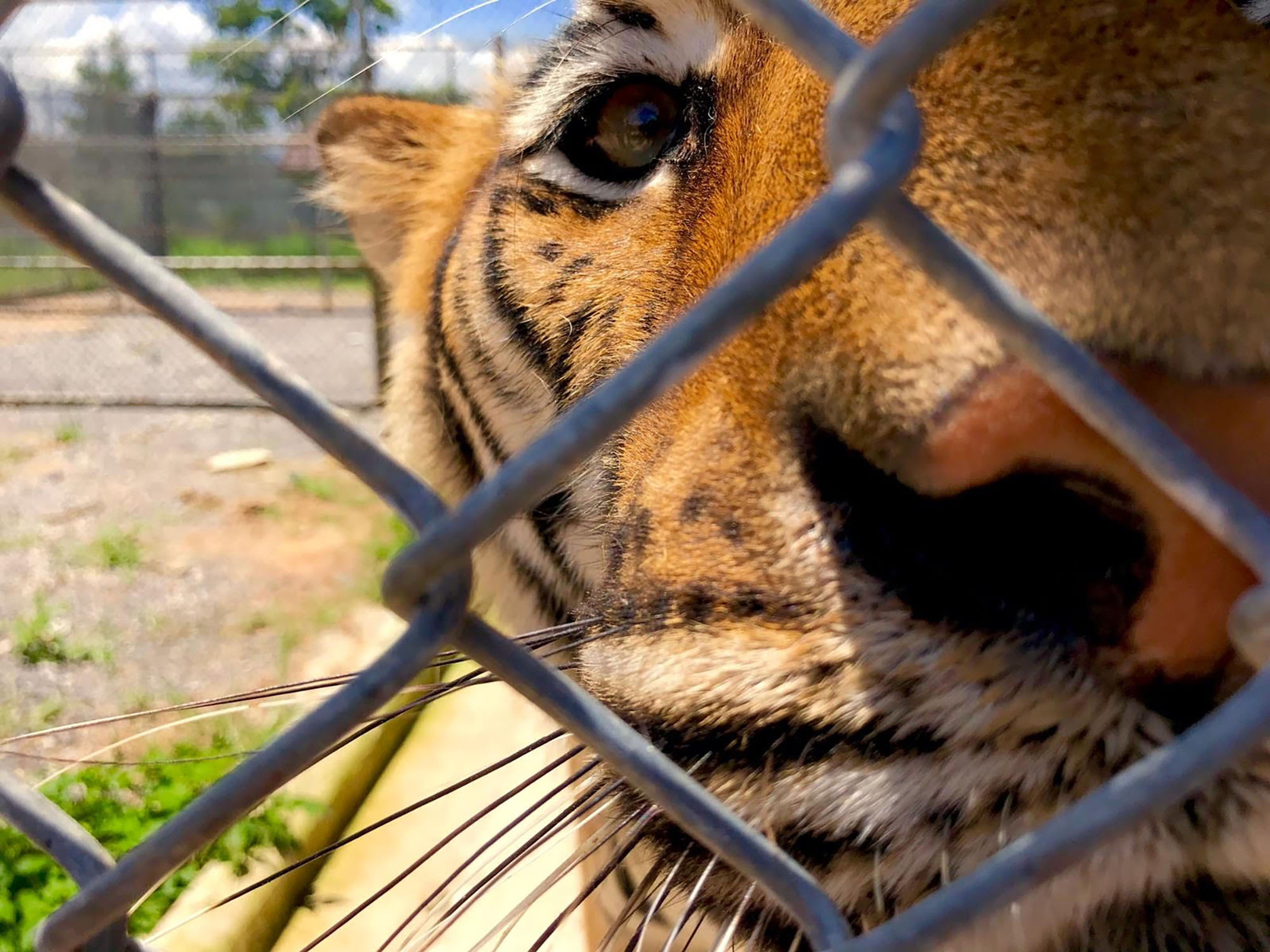 Tigers were discovered to have been trafficked as part of the tiger bone trade