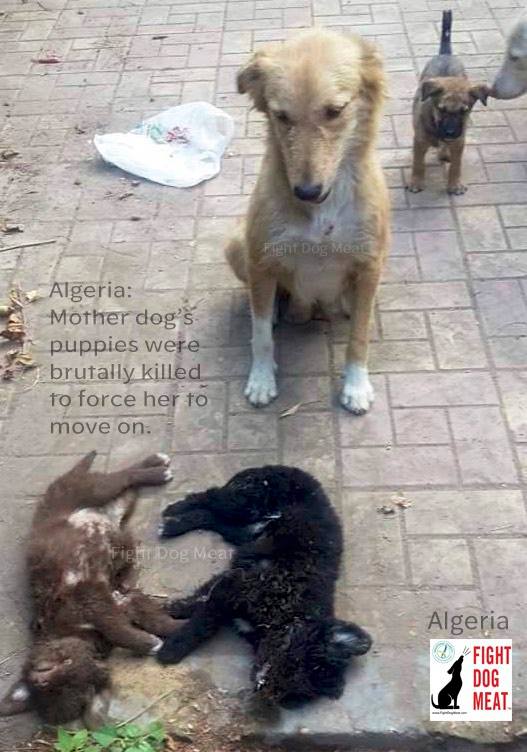 Puppies and adult dogs have been killed on the streets - and some have eaten the animals