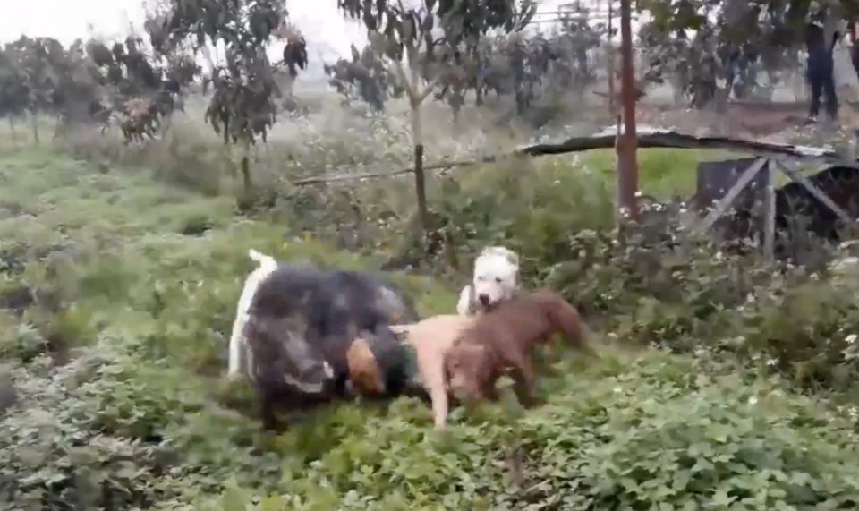 One boar was torn apart by a pack of hunting dogs while locals watched