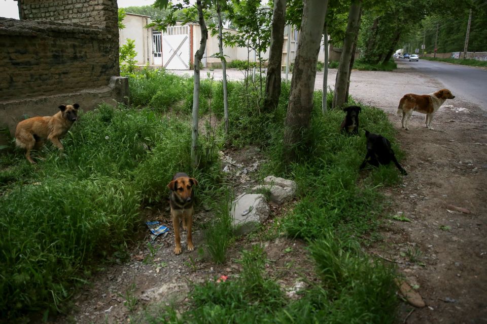 Stray dogs found in Iran