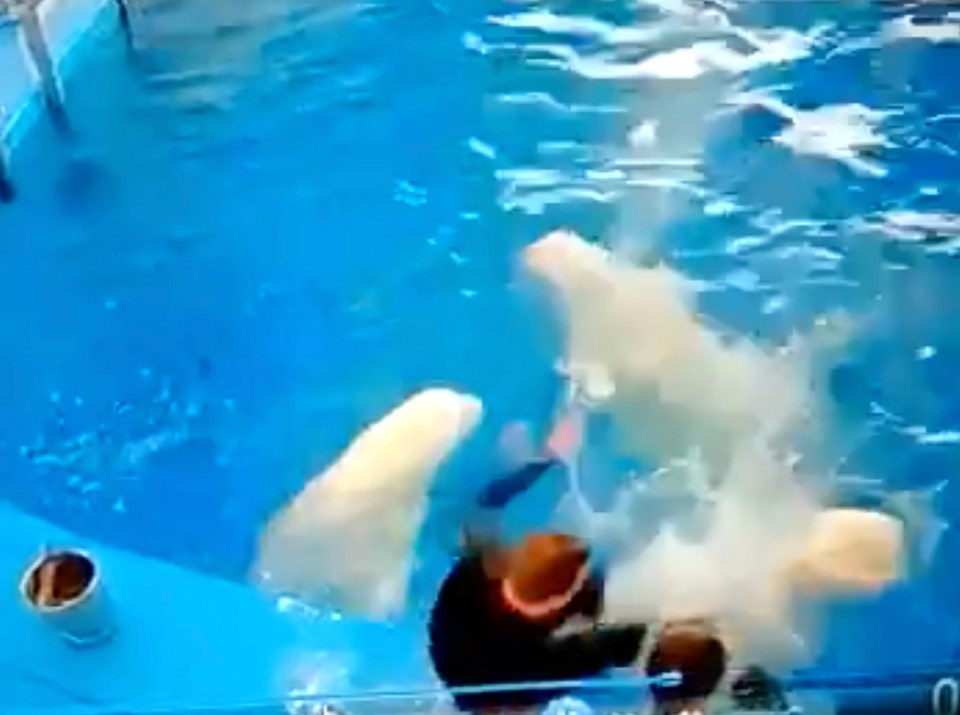 One trainer hitting a beluga whale in Russia caused outrage