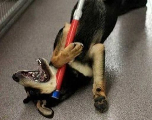 A campaign was launched to prohibit the killing of stray animals