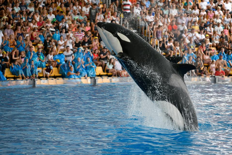 Expedia has BANNED travel holidays to see captive dolphins and whales perform (stock image)