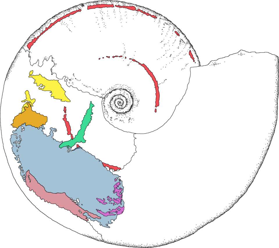 Using a sophisticated scanner the team were able to recreate the ammonite in 3D for the first time