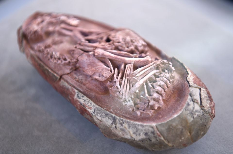 The specimen was one of several egg fossils that were forgotten in storage for decades