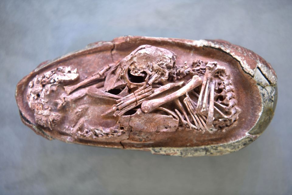 An exquisitely-preserved dinosaur embryo has been discovered inside a 66million-year-old egg in southern China