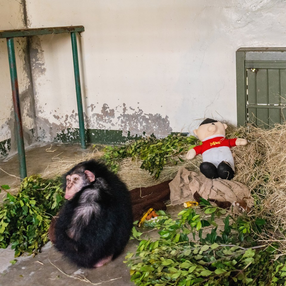 Baran  was raised by humans at the Eram Zoo in Tehran after her mother rejected her