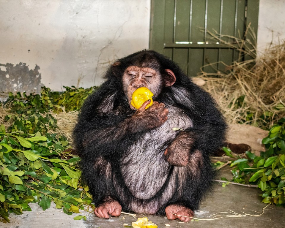 Baran died only months after she was transferred from Eram Park Zoo in the Iranian capital of Tehran to Sweetwaters Chimpanzee Sanctuary in Laikipia, Kenya
