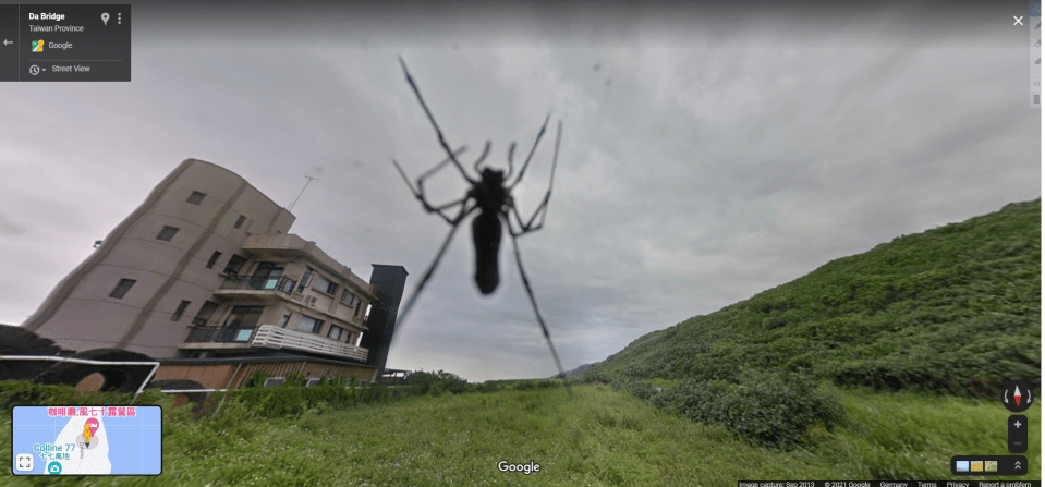 Attention-seeking spider