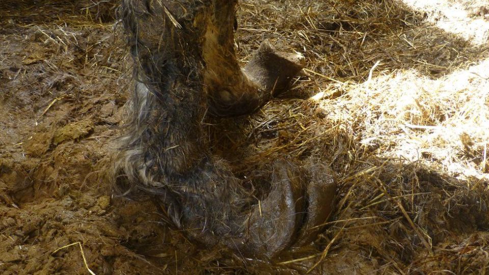 The couple of Tarleton, Lancashire, have been banned from keeping animals for life