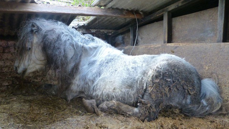 The ponies were horrifically found with matted fur, sores and overgrown hooves