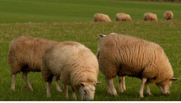 Host Matt Baker discovered that sheep have their urine tested for levels of nitrous oxide