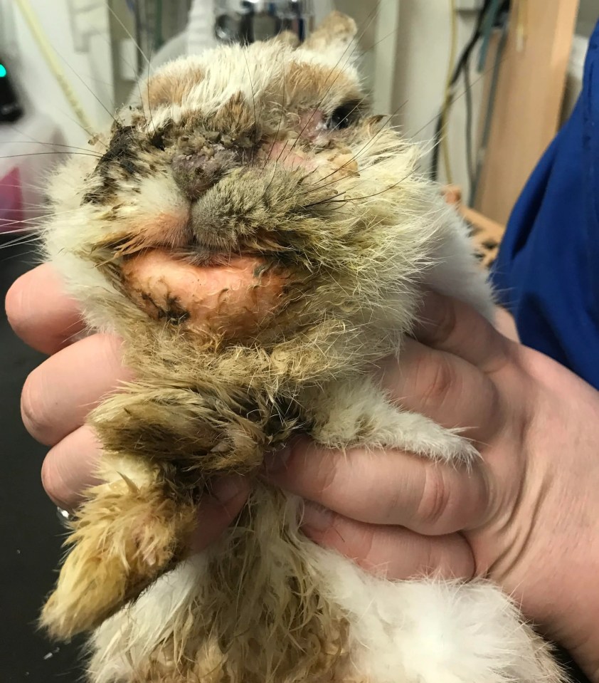 The RSPCA has received many reports of rabbit abuse and neglect - including pets with badly matted and dirty fur