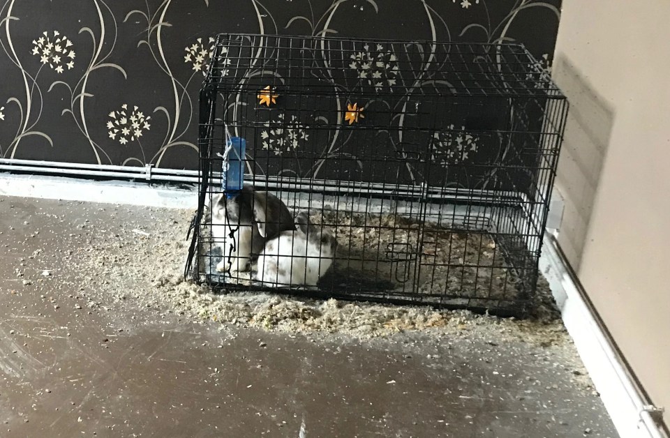 Rabbits kept in a cage that was too small in uncleanly conditions