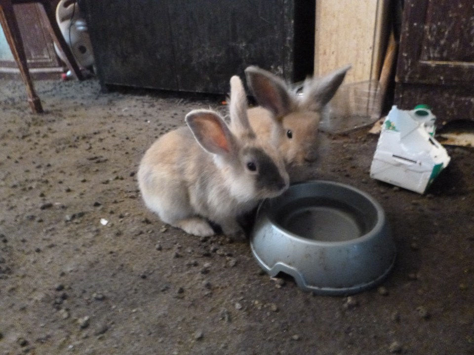 Rabbits surrounded by droppings in an extremely dirty flat