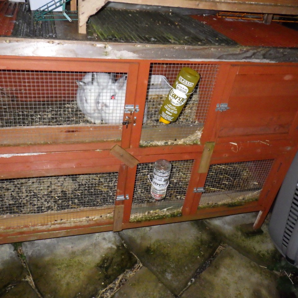 Stacked dirty cages that are too tiny to ensure a rabbits' mental wellbeing